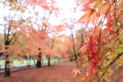 西那須野 紅葉2