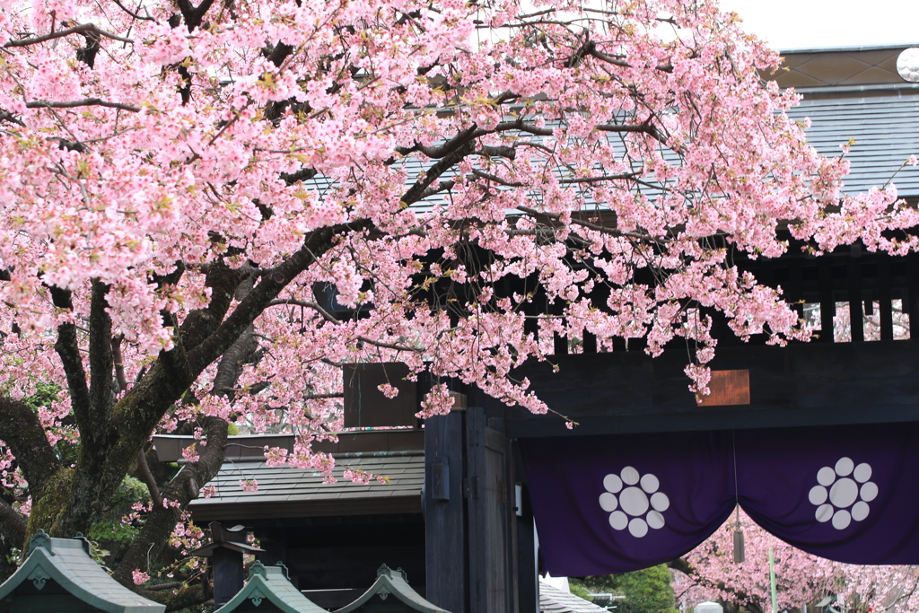 川口　密蔵院