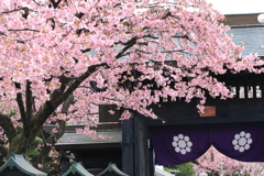 川口　密蔵院