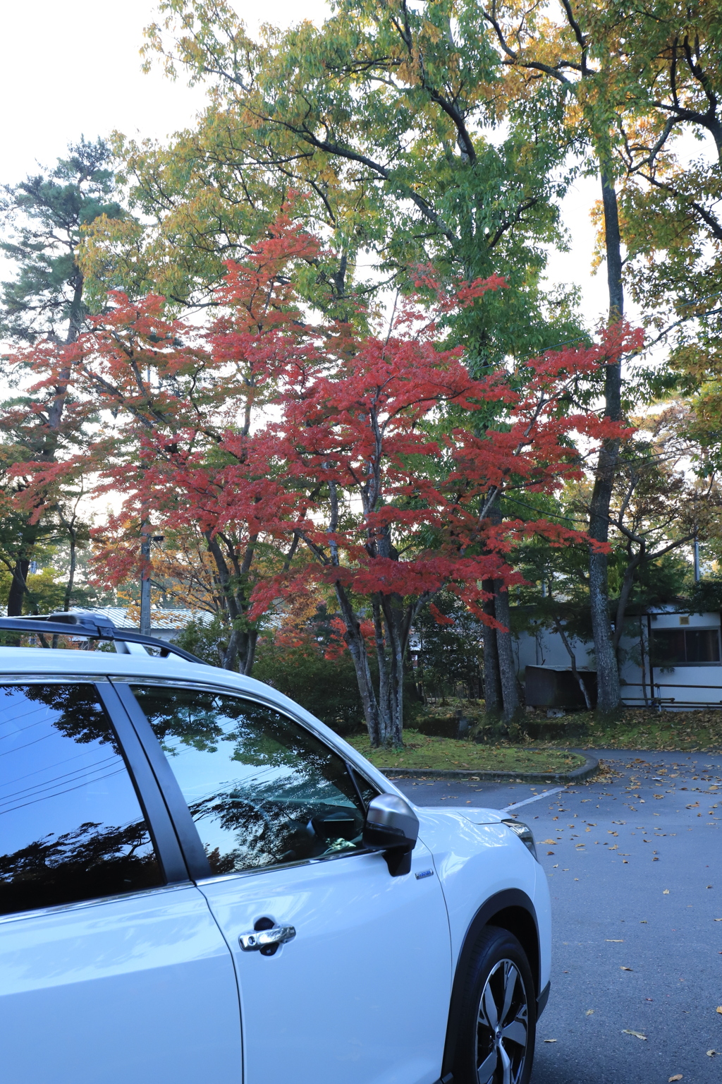 愛車と紅葉