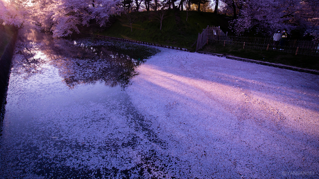 弘前さくらまつり夕景