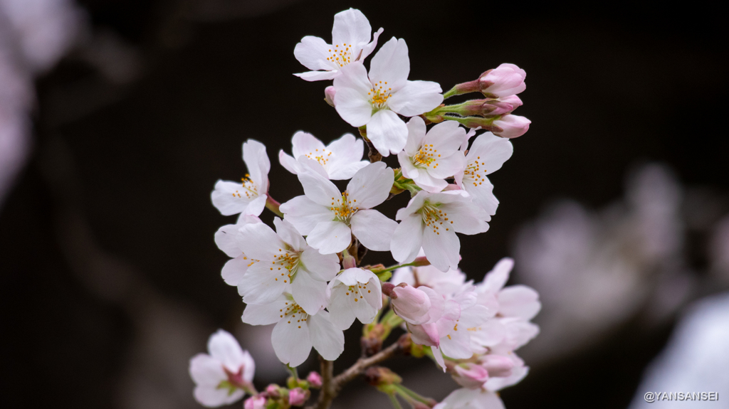 代々木公園の桜