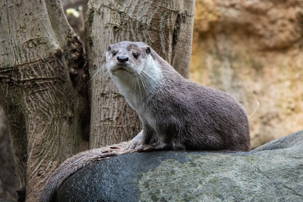 よこはま動物園ズーラシアにて