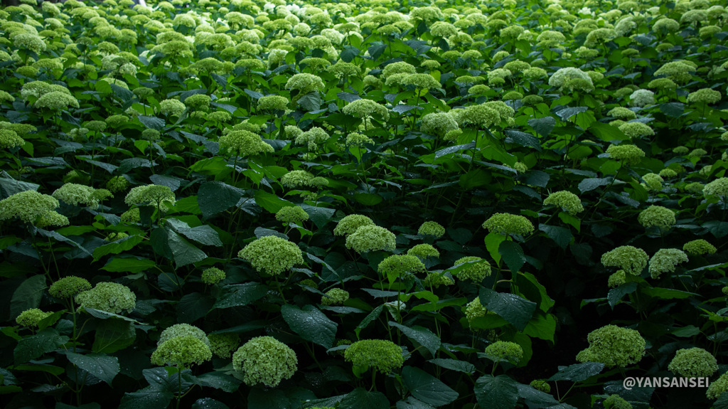 紫陽花「アナベル」 