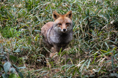 よこはま動物園ズーラシアにて