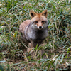 よこはま動物園ズーラシアにて