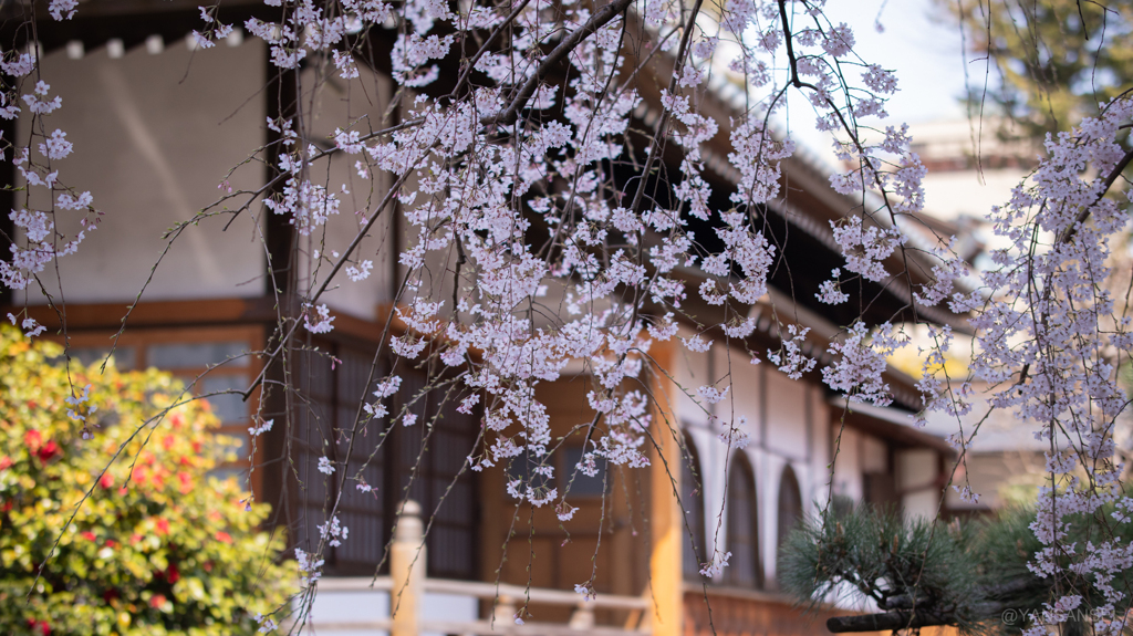 枝垂れ桜