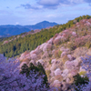 吉野山の桜