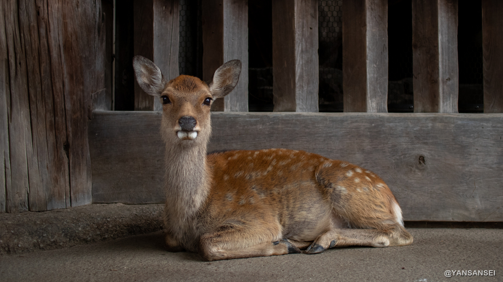 奈良公園の鹿