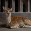 奈良公園の鹿