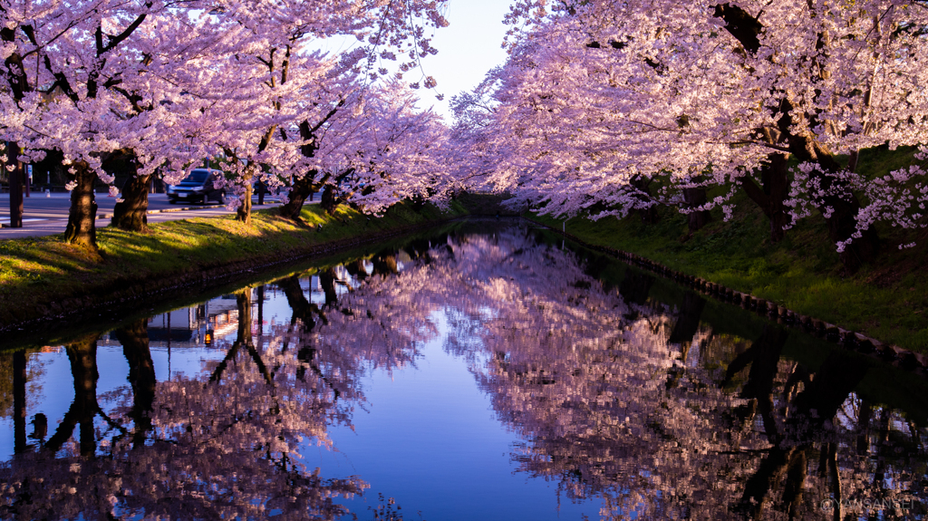 弘前さくらまつり夕景