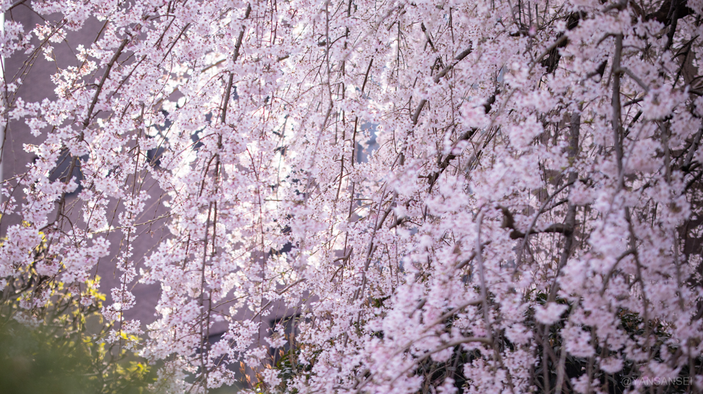 枝垂れ桜