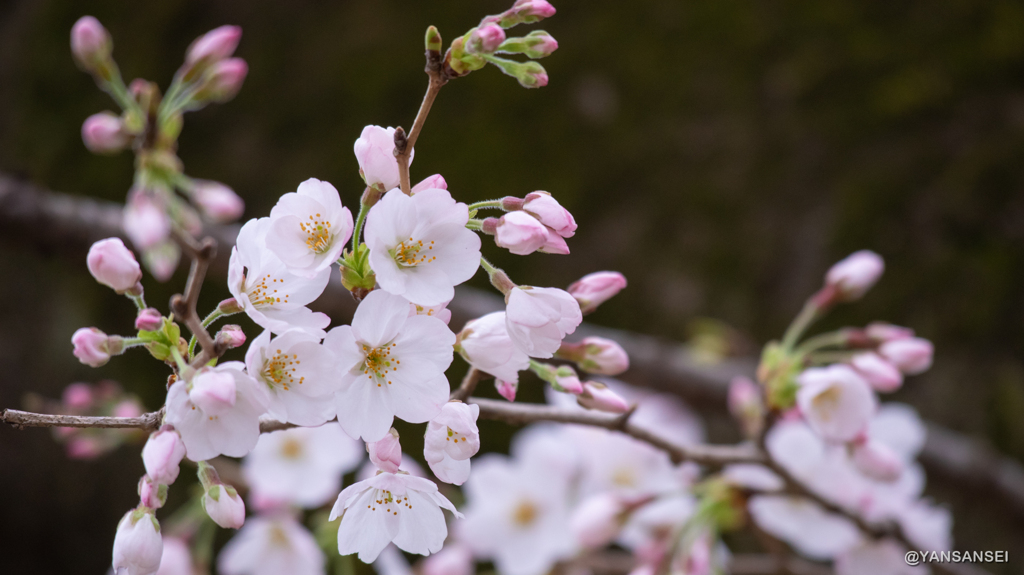 代々木公園の桜