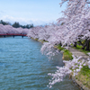 弘前公園の桜