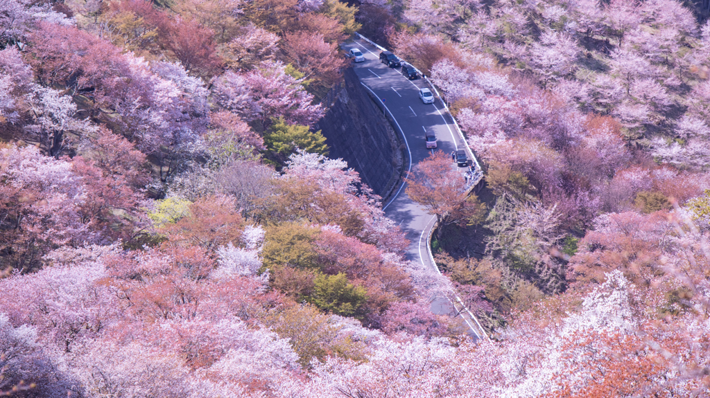 吉野山の桜