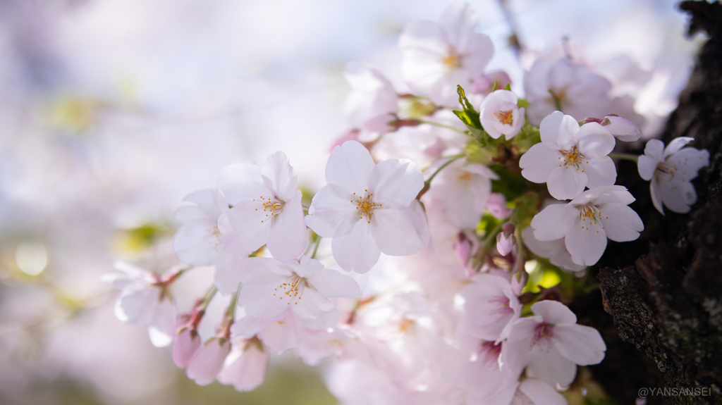 千鳥ヶ淵の桜