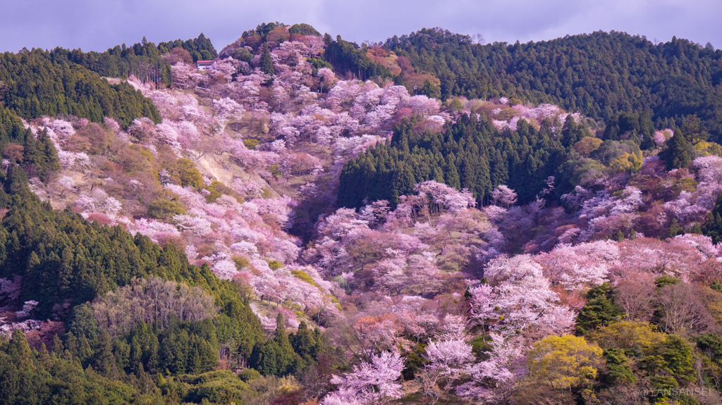 吉野山の桜