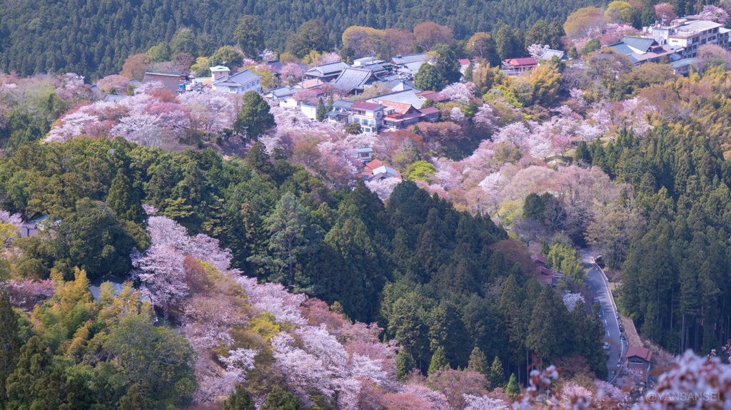 吉野山の桜