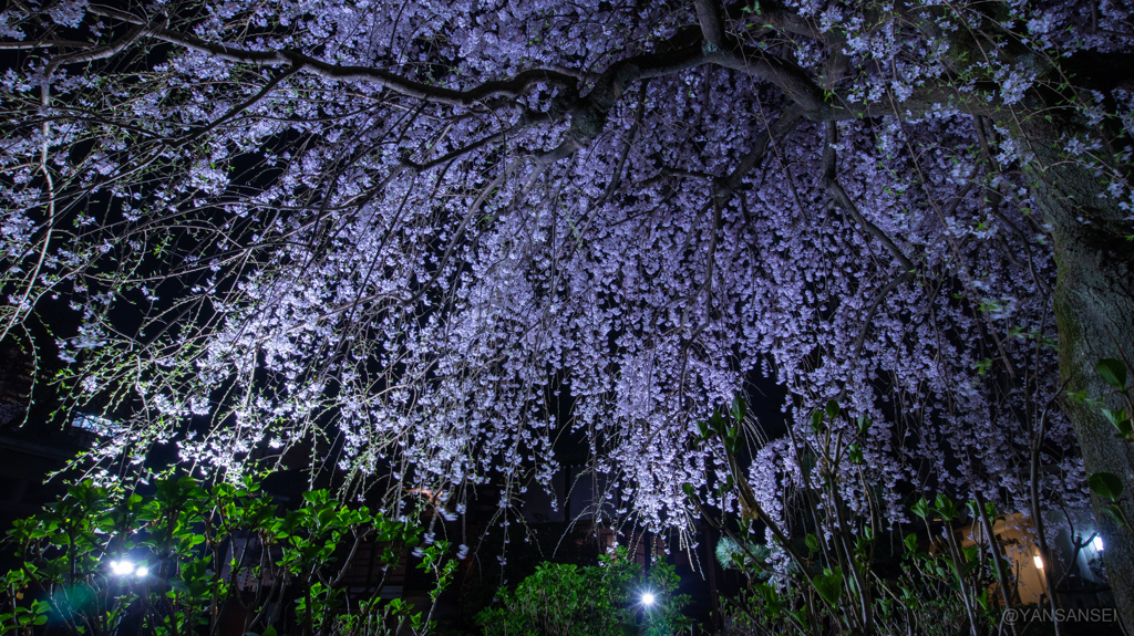 枝垂れ桜