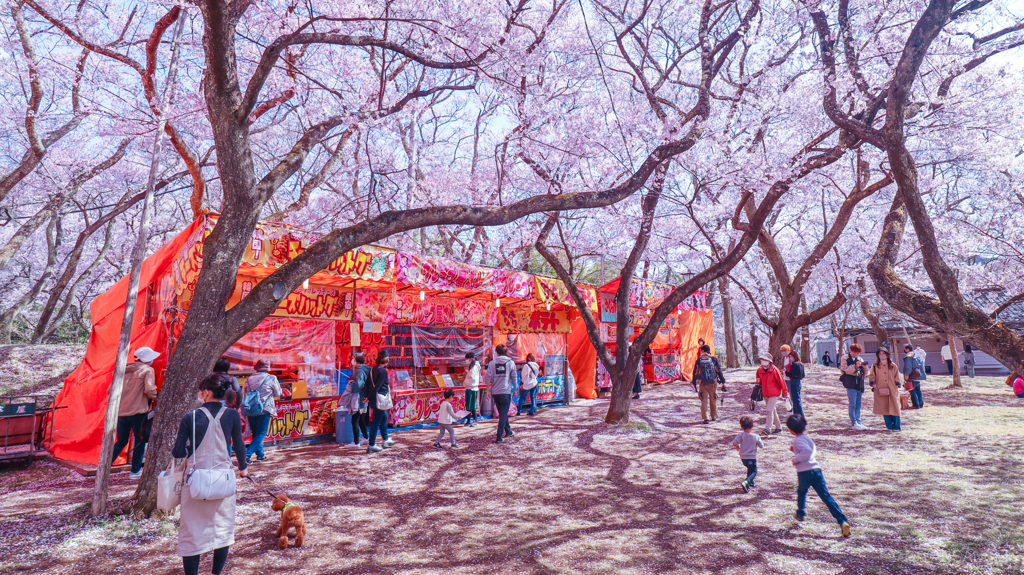 高遠城址公園の桜