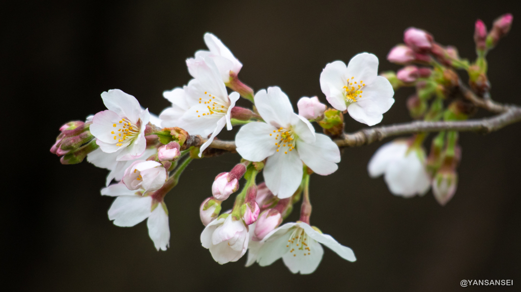 代々木公園の桜