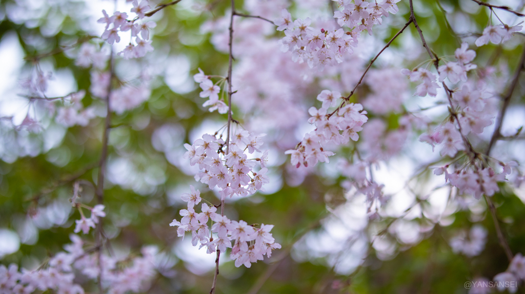 枝垂れ桜
