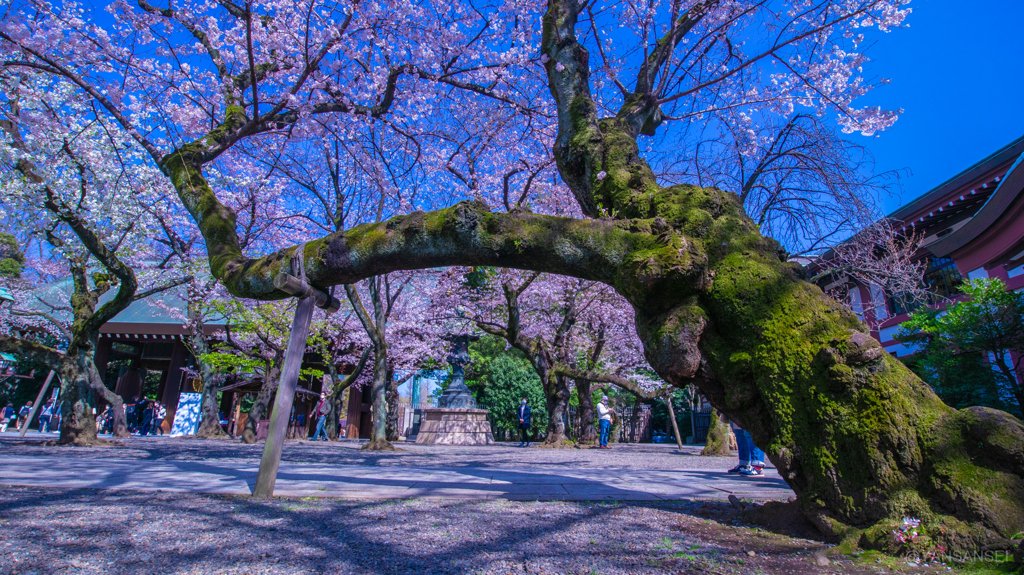靖国神社・桜