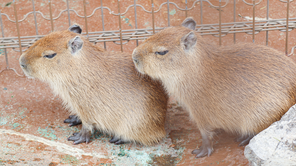 カピバラ　四つ子の赤ちゃん    