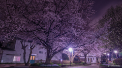 芹ヶ谷公園夜桜