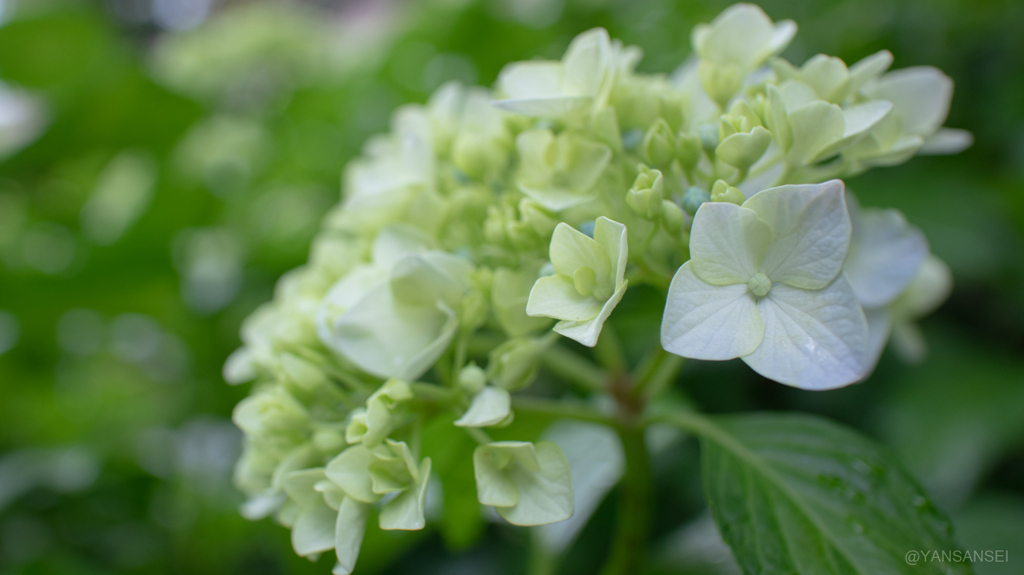 22mm F2 で紫陽花