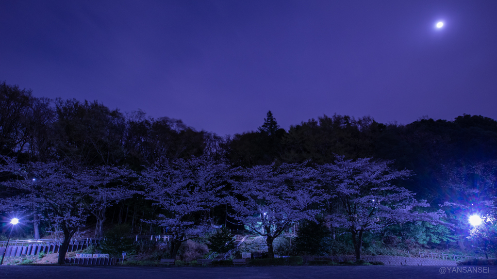 夜桜