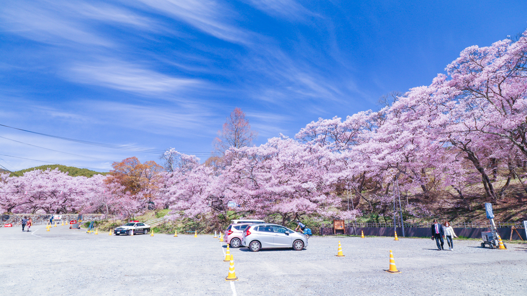 高遠城址公園の桜