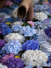 鶴岡八幡宮の紫陽花花手水