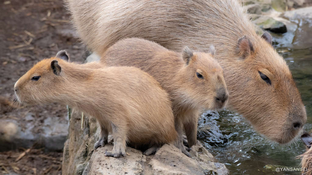 カピバラ赤ちゃん　伊豆シャボテン動物公園