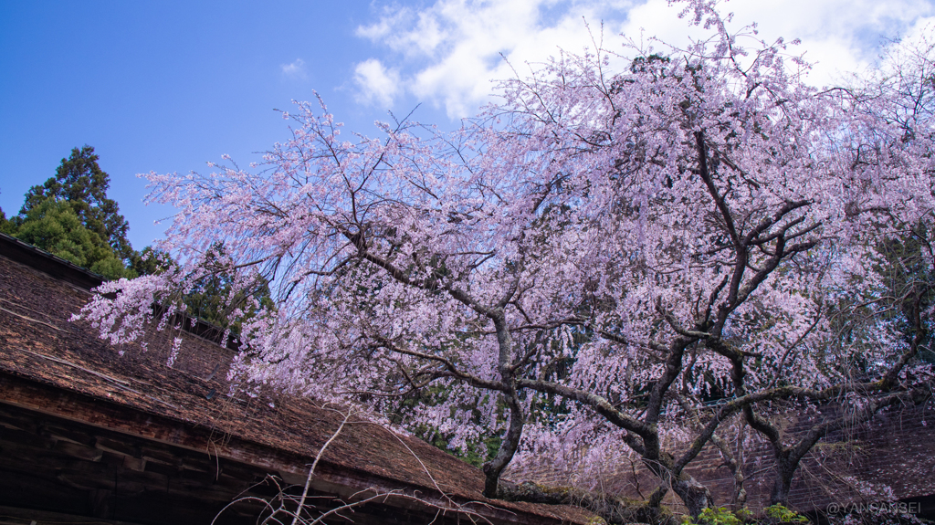 吉野山の桜