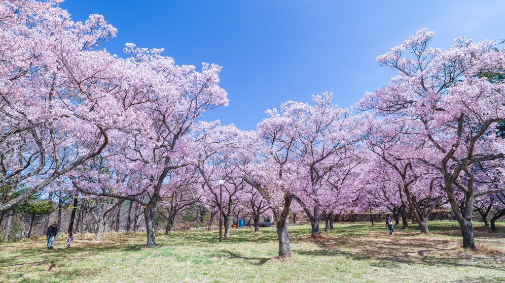 高遠城址公園の桜