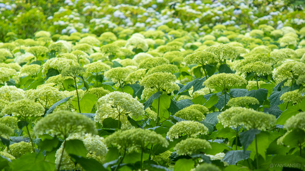 紫陽花「アナベル」 