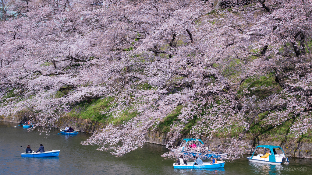 千鳥ヶ淵の桜