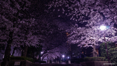 芹ヶ谷公園夜桜