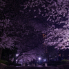 芹ヶ谷公園夜桜