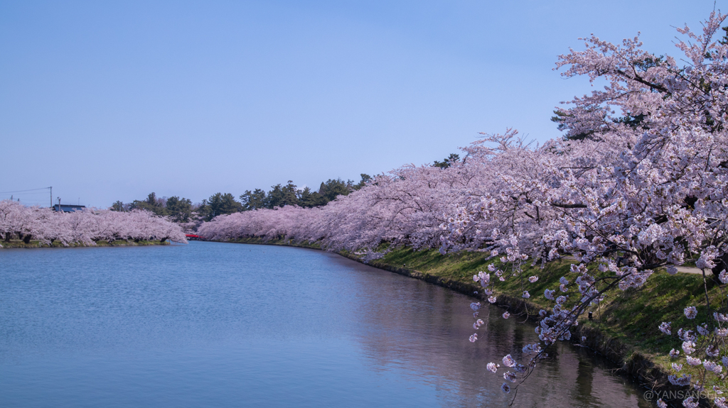 弘前公園の桜