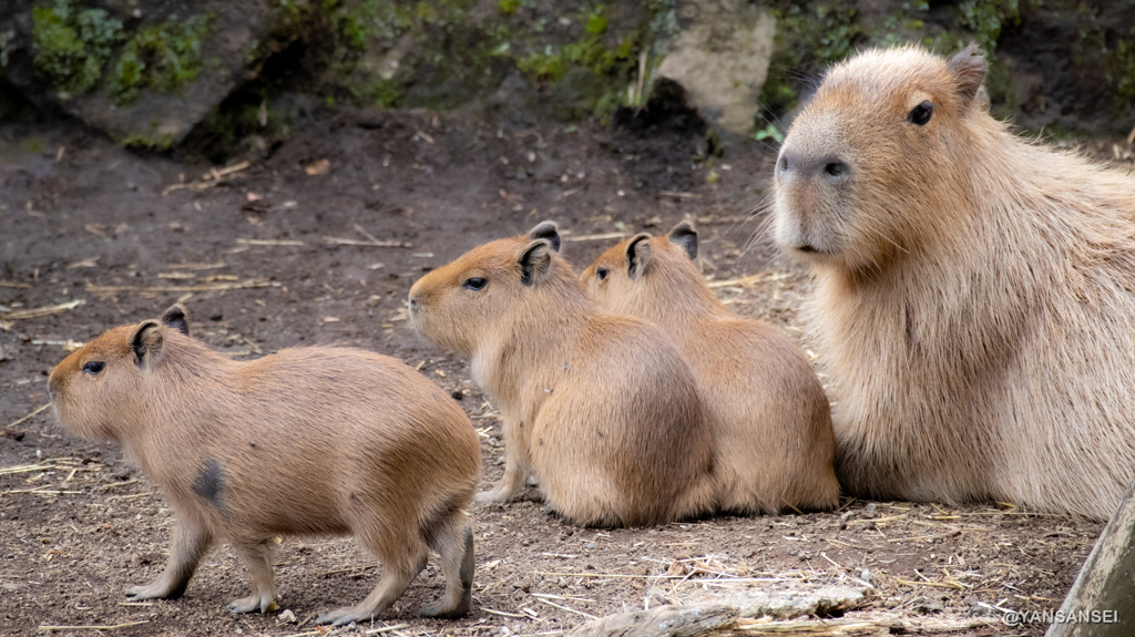 カピバラ赤ちゃん　伊豆シャボテン動物公園