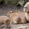 カピバラ赤ちゃん　伊豆シャボテン動物公園