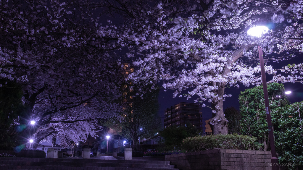 夜桜