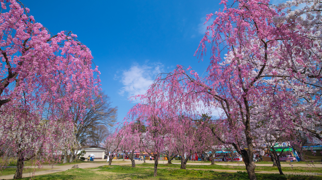 弘前公園の桜