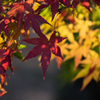 砧公園の紅葉