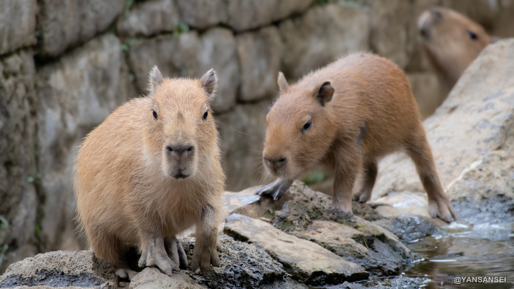 カピバラ赤ちゃん　伊豆シャボテン動物公園
