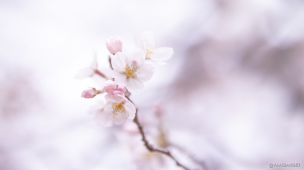 代々木公園の桜