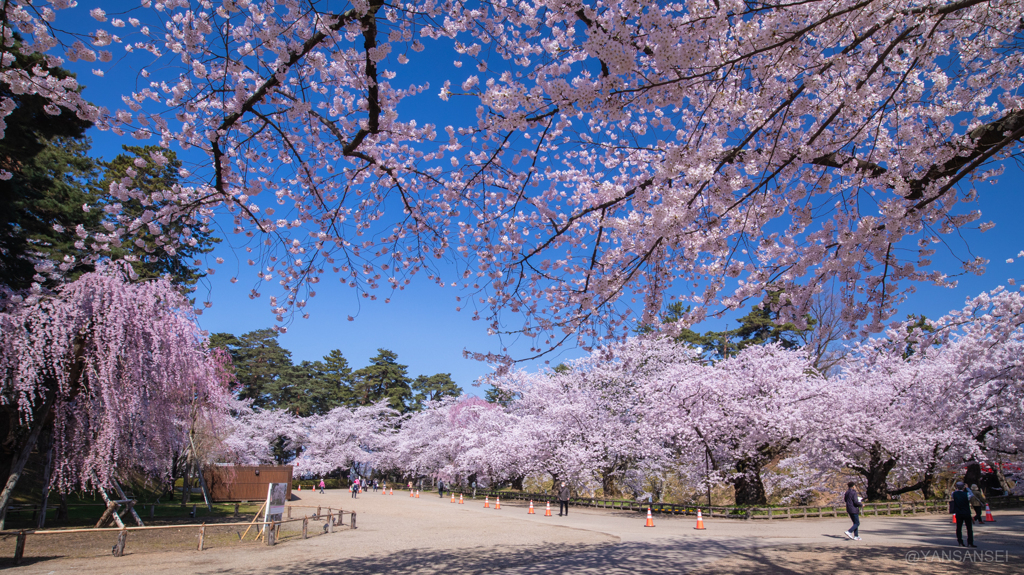 弘前公園の桜