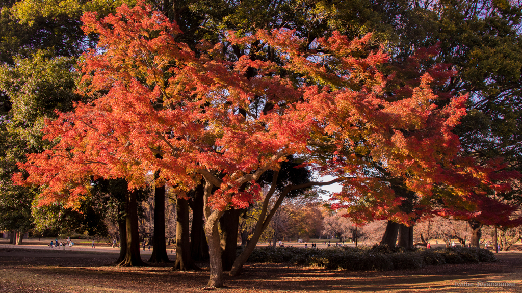 砧公園の紅葉